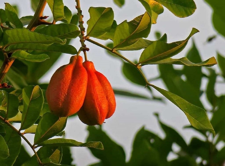 Фрукт Ackee Ямайка