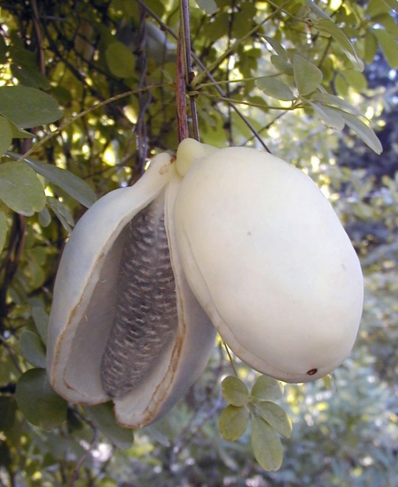 Акебия фрукт вкус