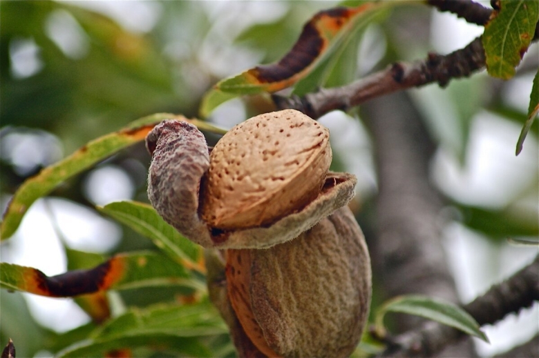 Миндаль Никитский дерево