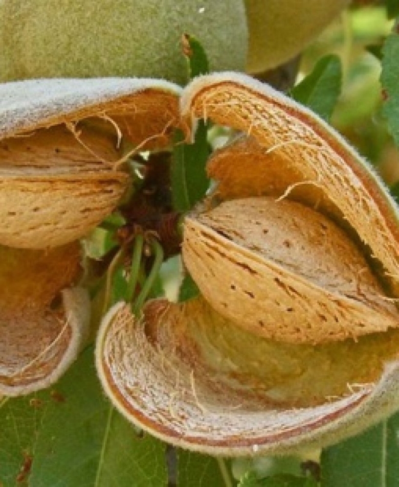 Миндаль обыкновенный