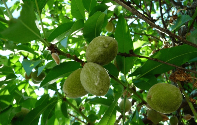 Миндаль сорт десертный