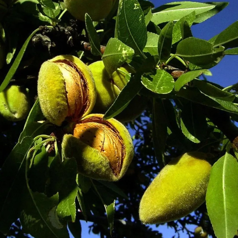 Дерево миндаль никитский