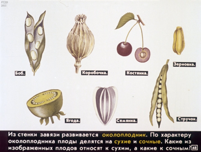 Коробочка костянка Зерновка семянка