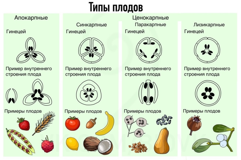 Апокарпный и ценокарпный плод
