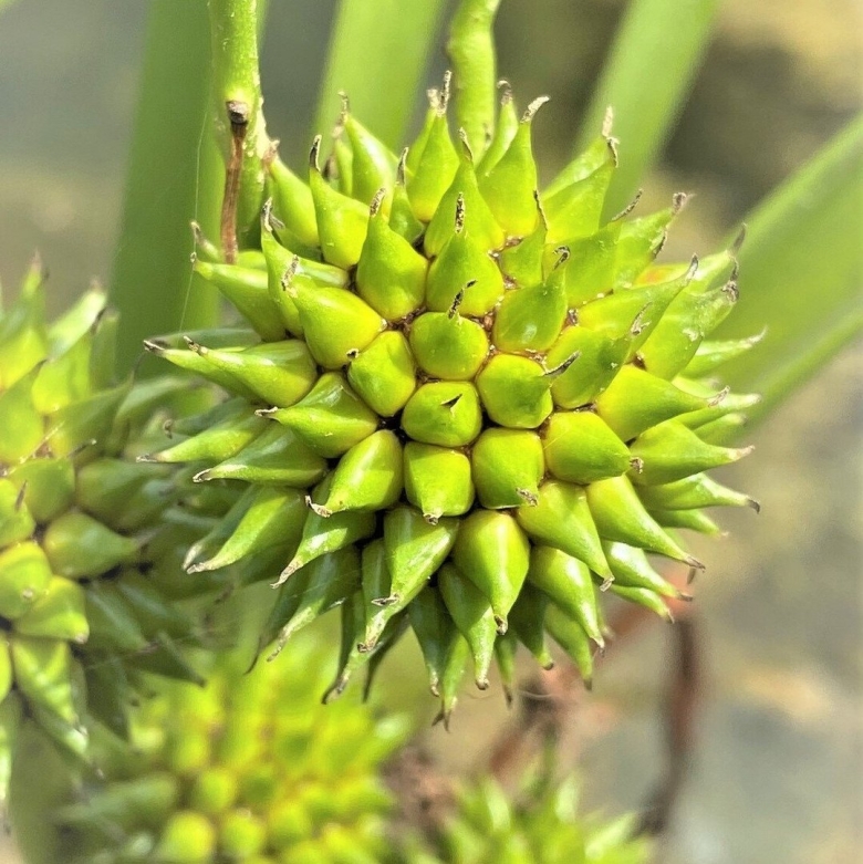 Растения похожи на зелёного ежика