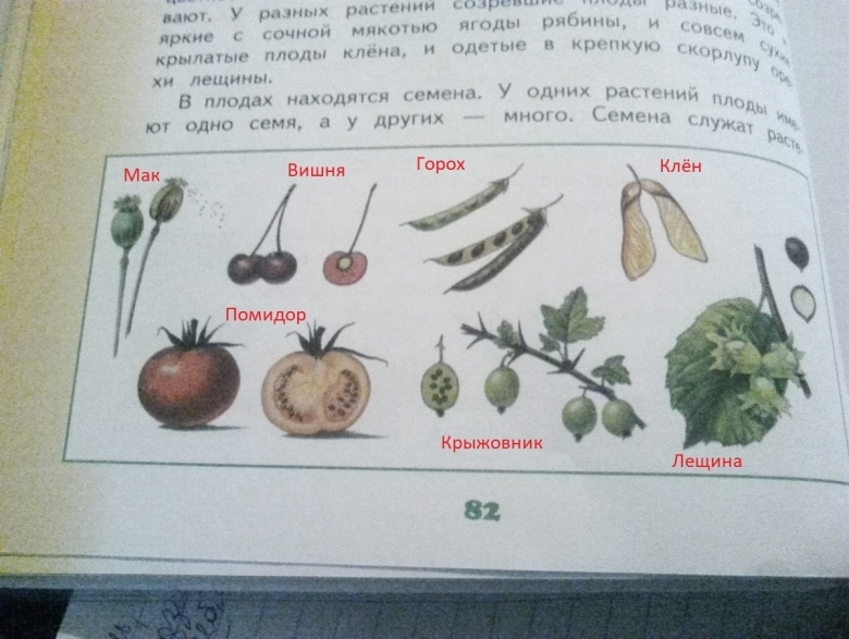 Окружающий мир разделить плоды на группы