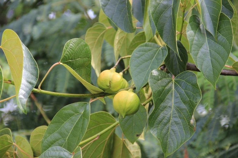 Плоды дерева Тунг Форда