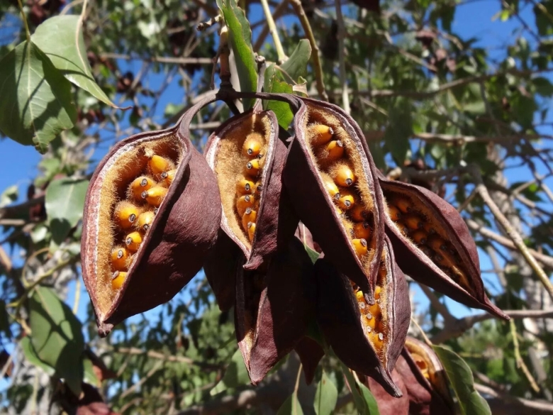 Кастаноспермум Южный