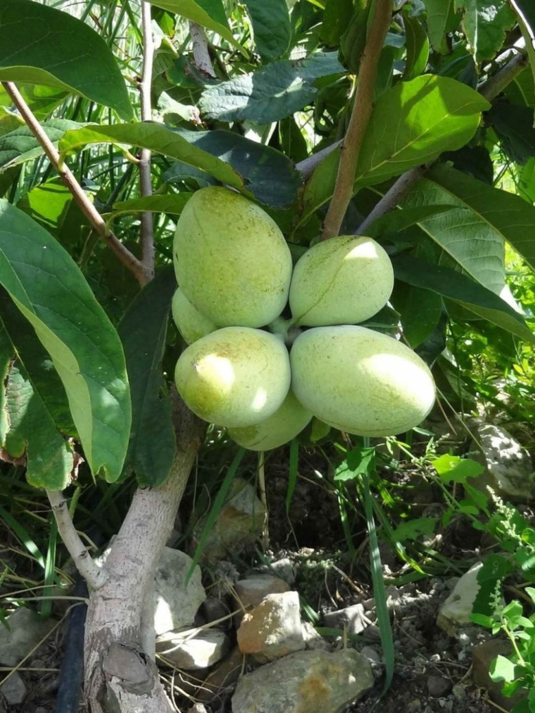 Азимина трилоба