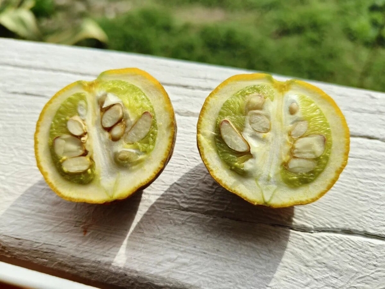 Абхазский гранат