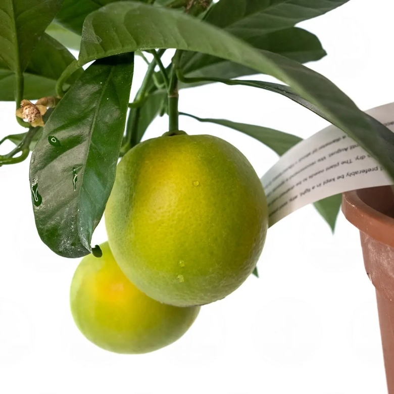 Апельсин с зеленой кожей