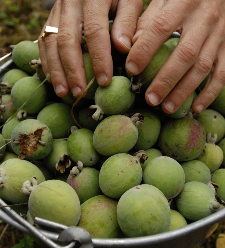 Плантация фейхоа Абхазия