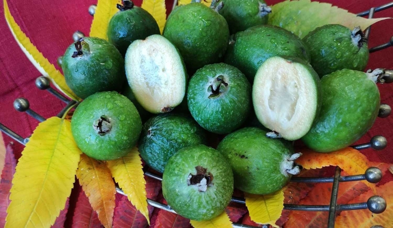 Ягода Абхазии фейхоа