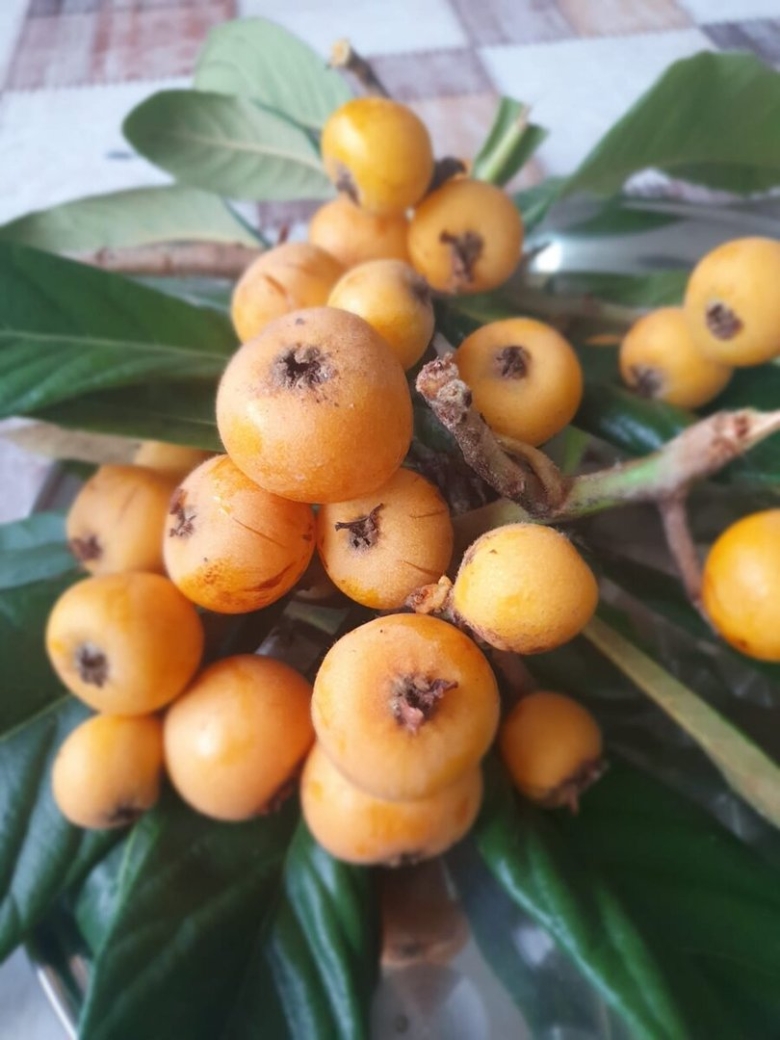 Мушмула германская сандра