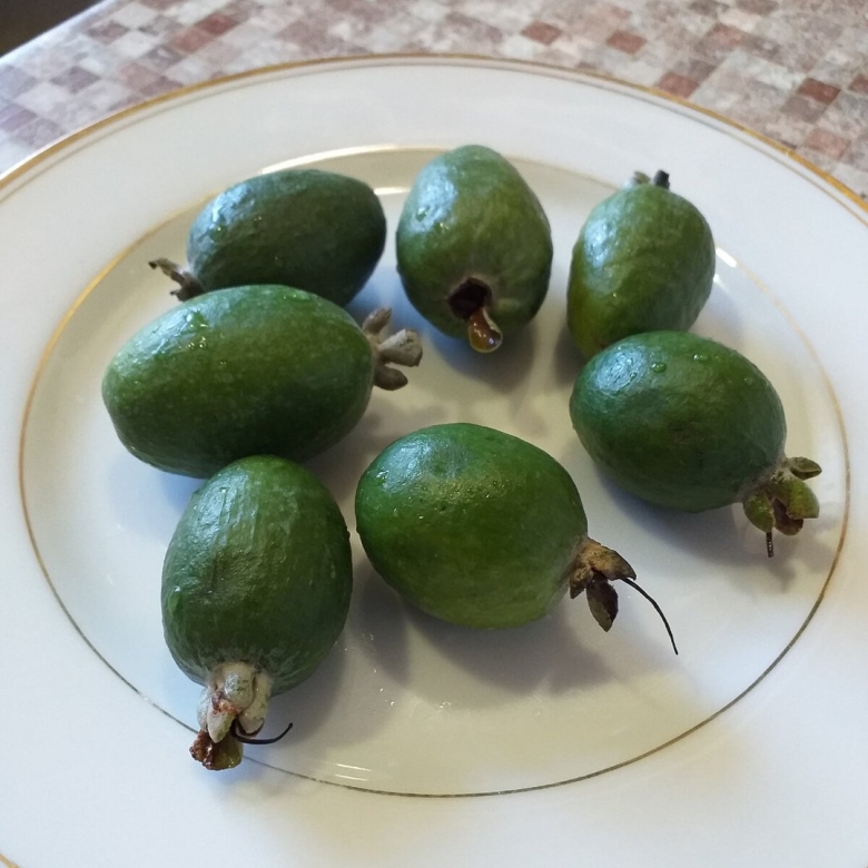 Фейхоа полезные свойства