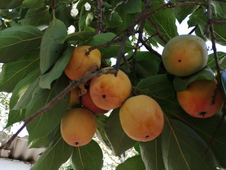 Хурма Шарон Абхазская