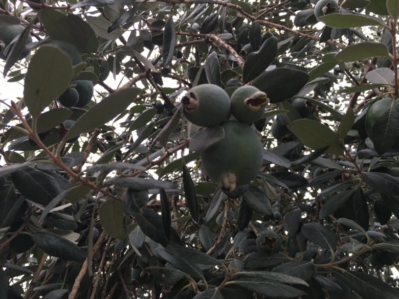 Фейхоа Азербайджанская