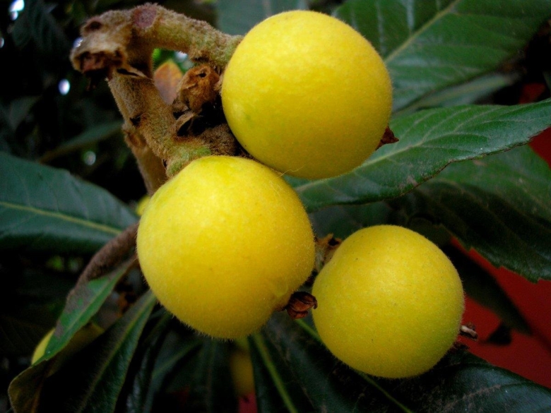 Экзотический фрукт мушмула