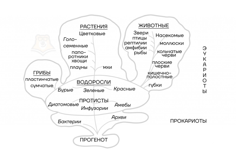 Систематика растений Ромашка