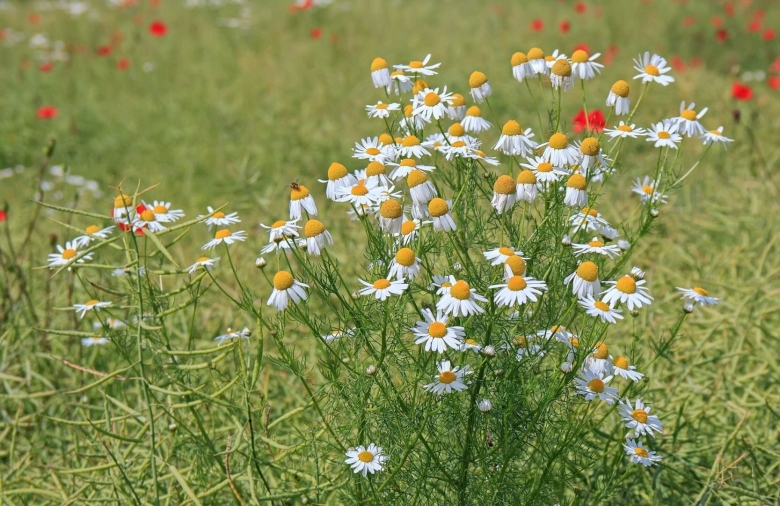 Ромашка аптечная Подмосковная