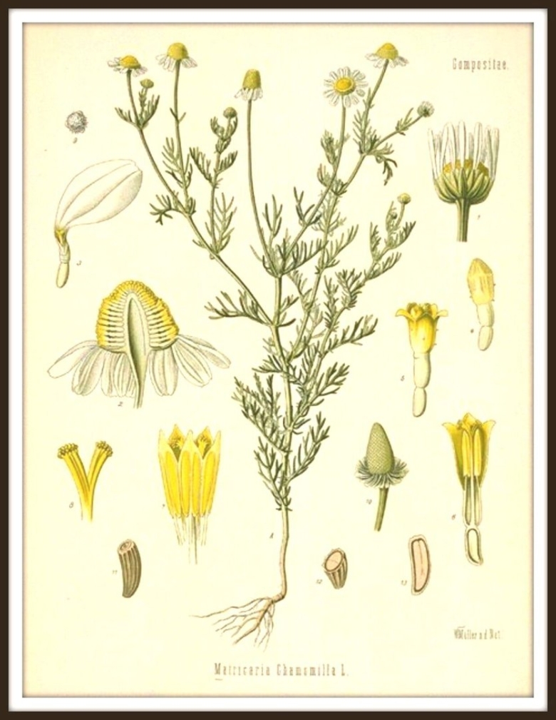 Ромашка аптечная matricaria chamomilla