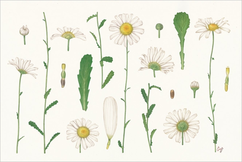 Нивяник обыкновенный Ботанический атлас