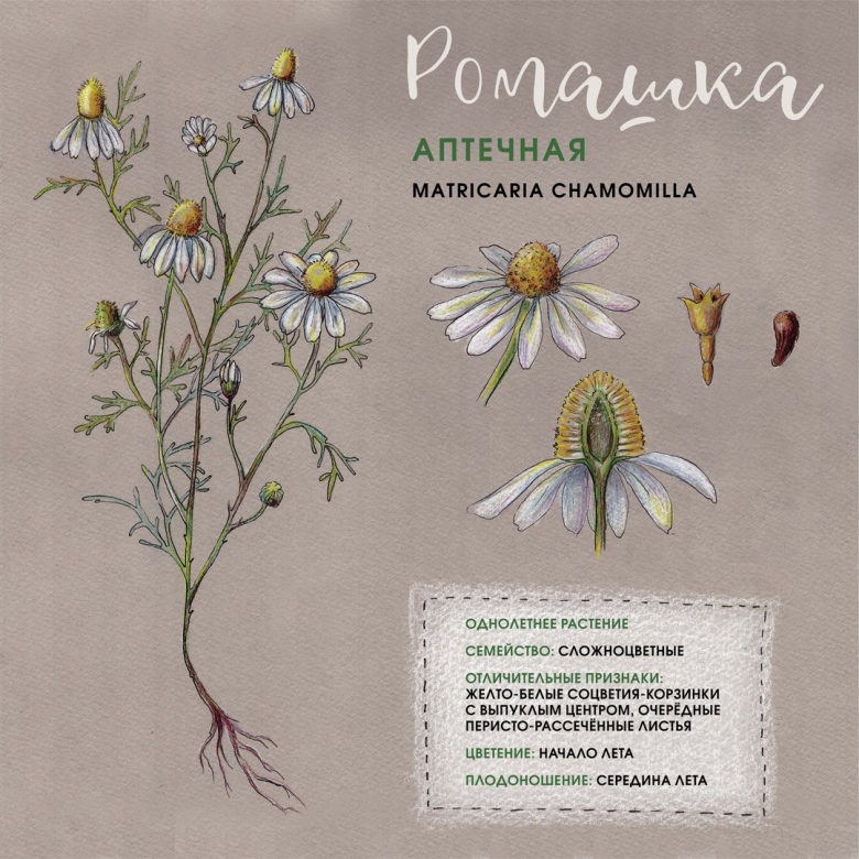 Ромашка аптечная царство отдел род вид