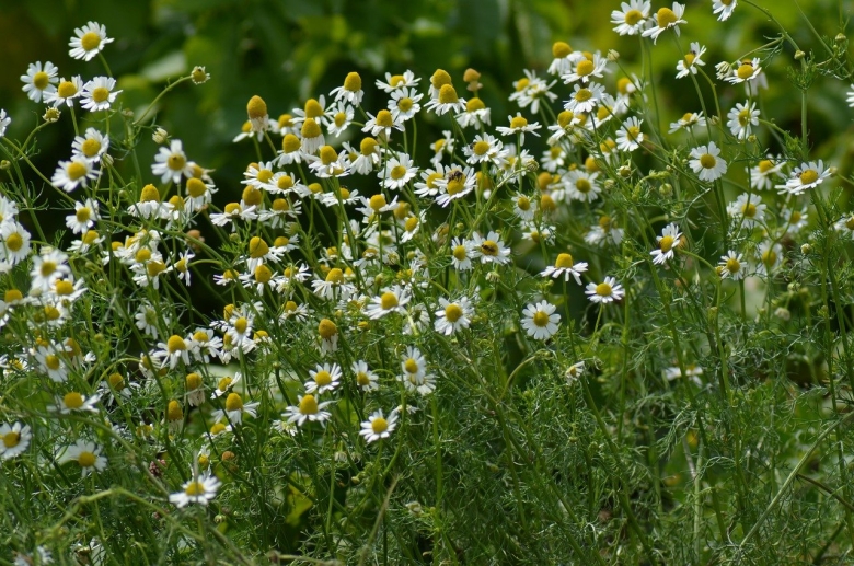 Ромашка Полевая мелколистная