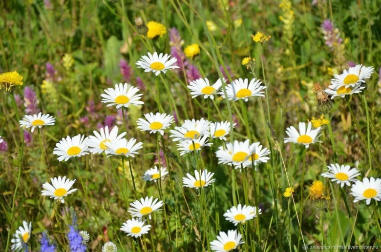 Нивяник поповник