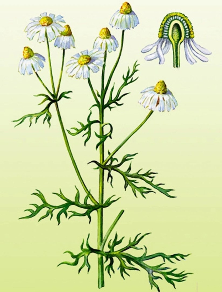 Ромашка аптечная Фармакогнозия