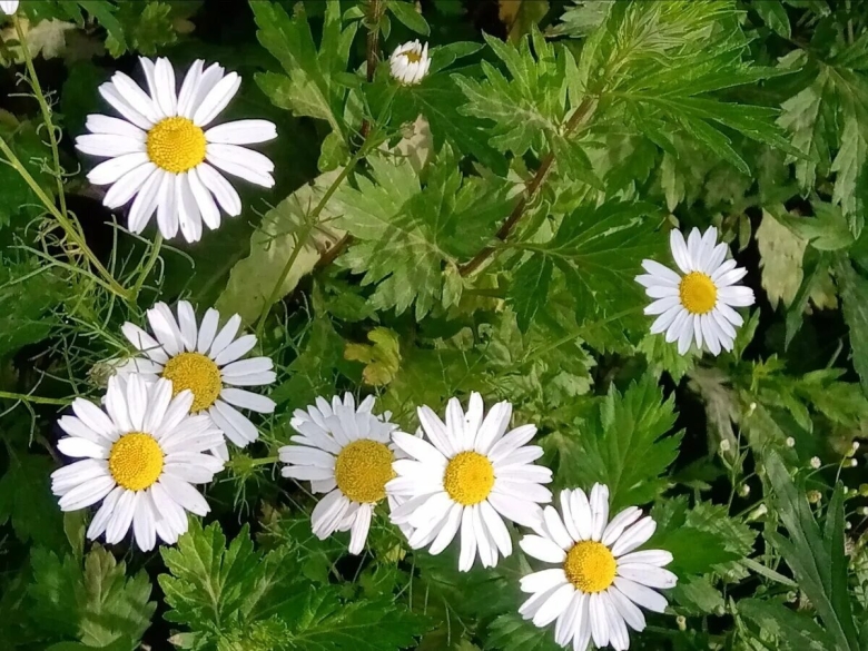 Нивяник обыкновенный