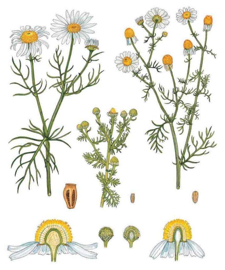 Matricaria Chamomilla