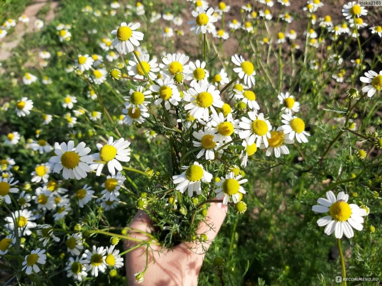 Matricaria chamomilla