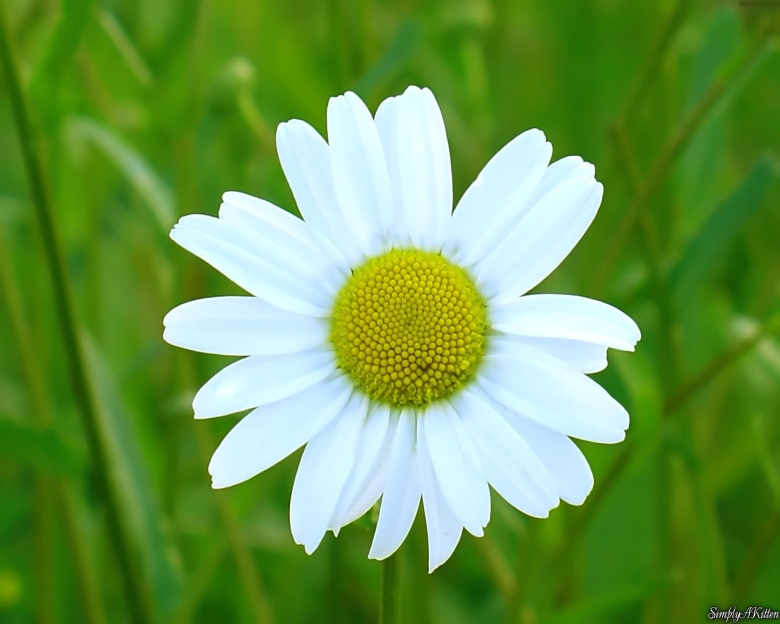 Слайд с ромашками