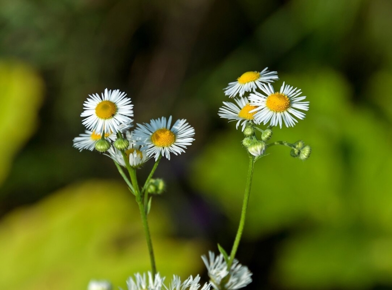 Луговые цветы ромашки