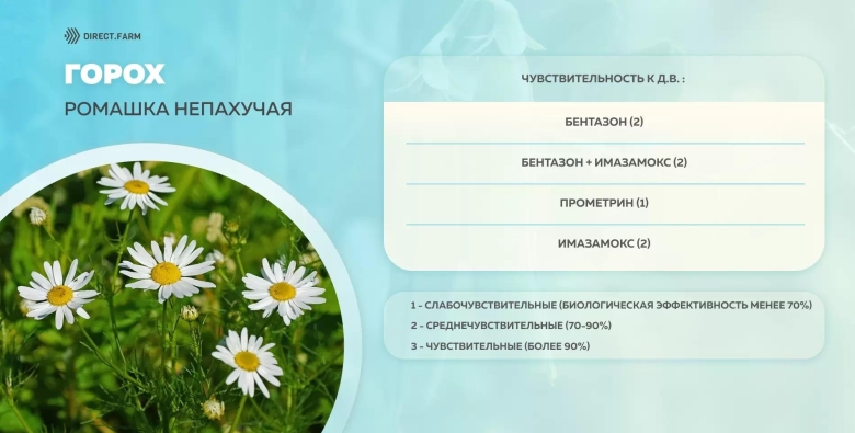 Ромашка лечебные свойства