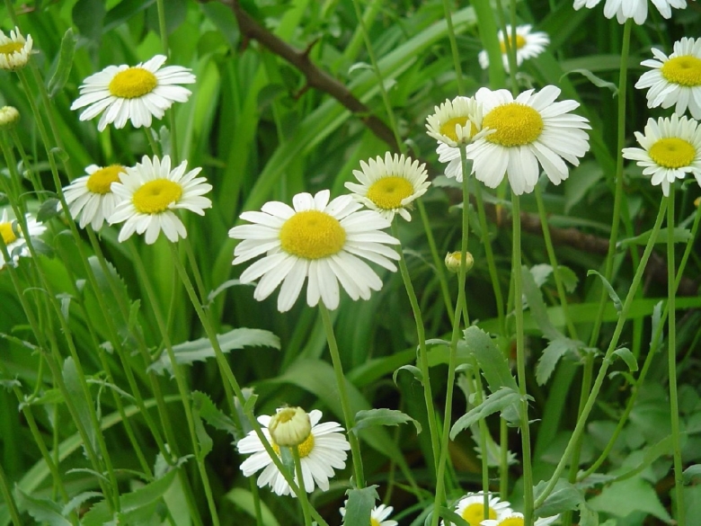 Matricaria Chamomilla