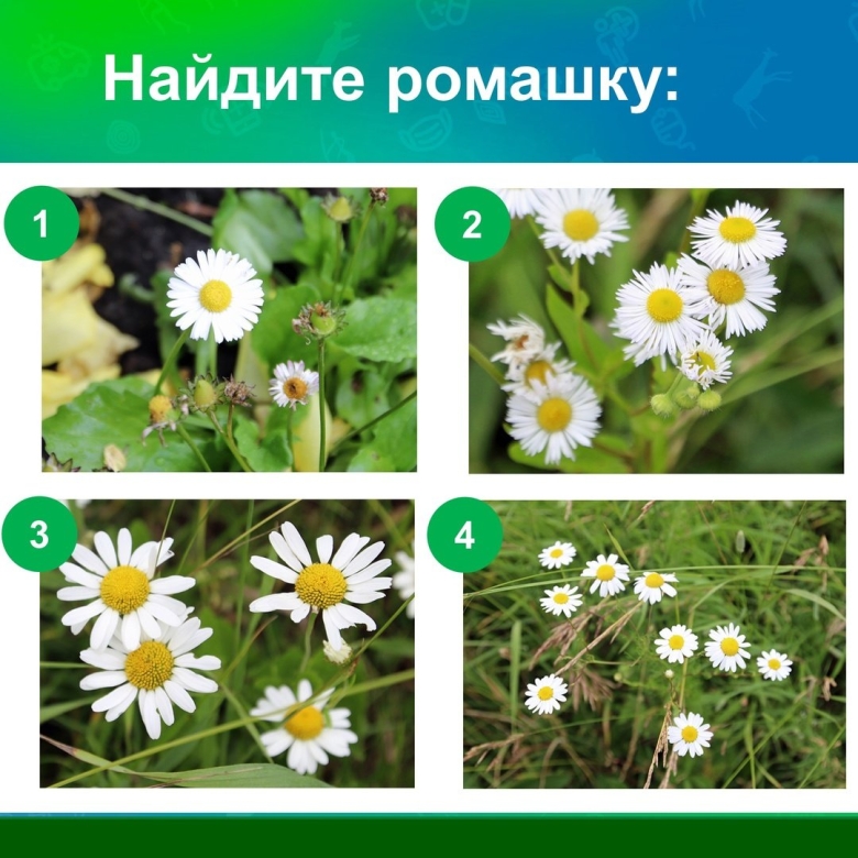 Растения луга ромашка