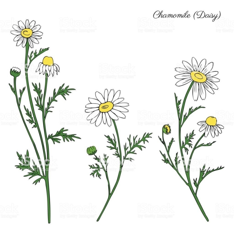 Полевые цветы в графике