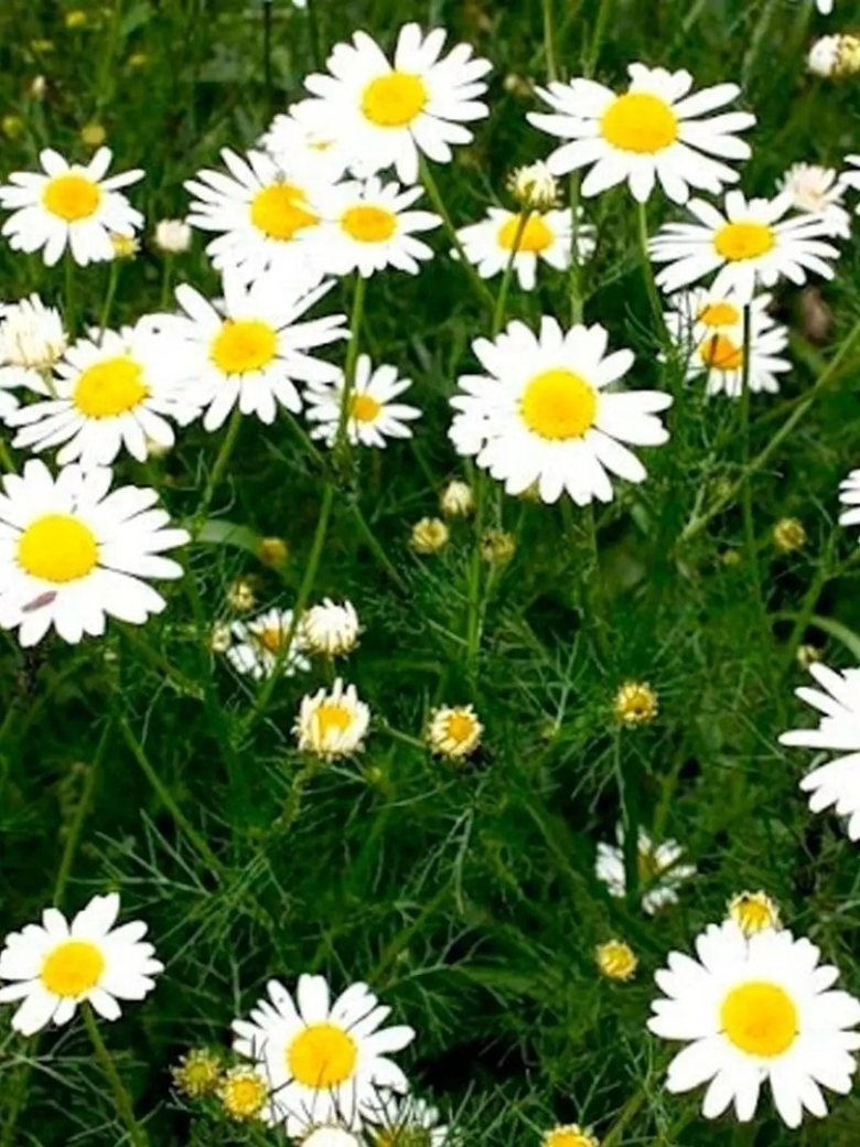 Ромашка аптечная Кожуховская