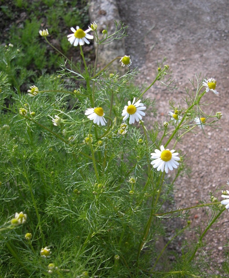 Матрикария Хамомилла