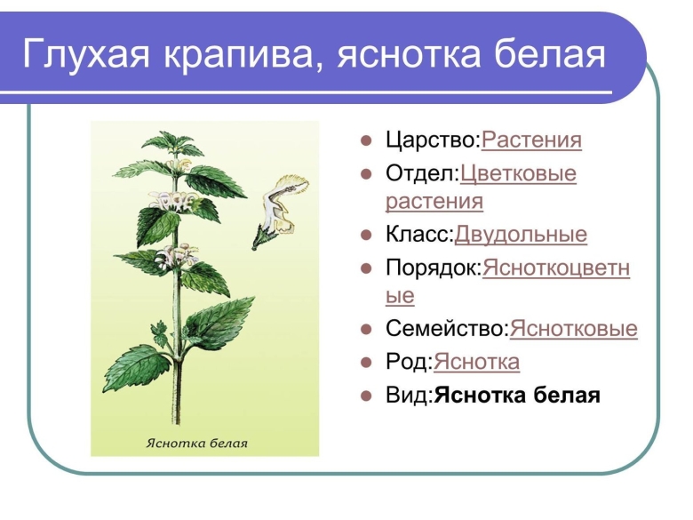 Систематика растения крапива