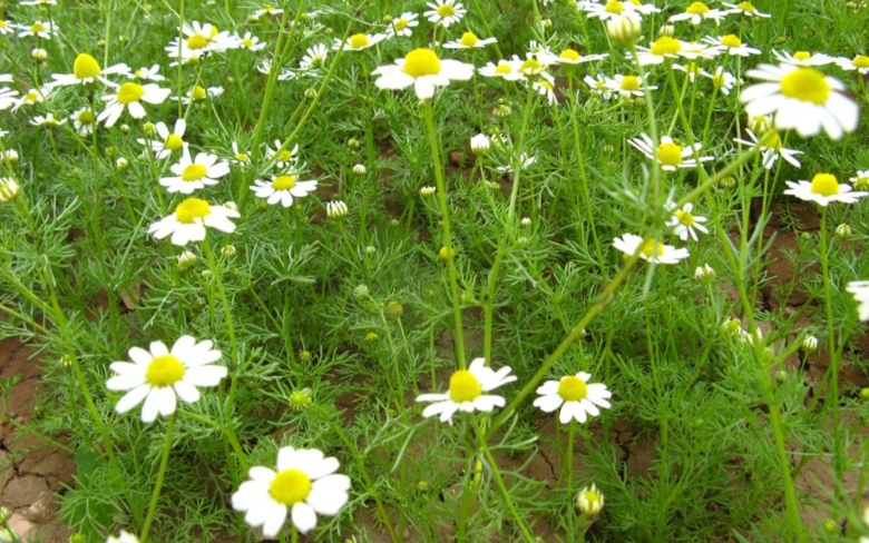 Ромашка аптечная – chamomilla recutita