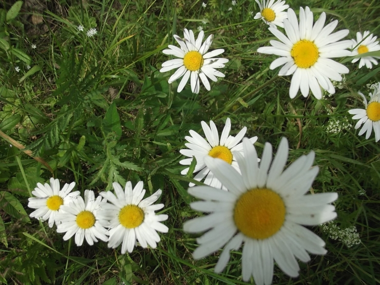 Чашелистик ромашки фото