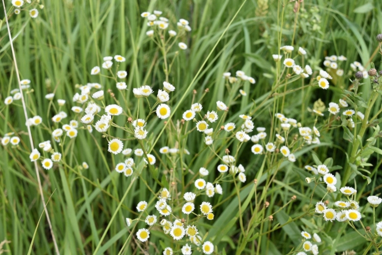 Луговые цветы ромашки
