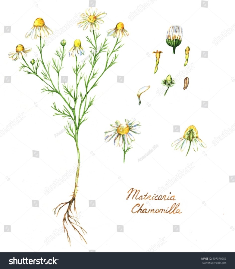 Ромашка аптечная гербарий