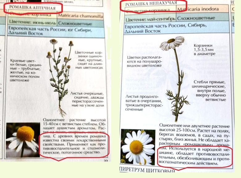 Ромашка аптечная