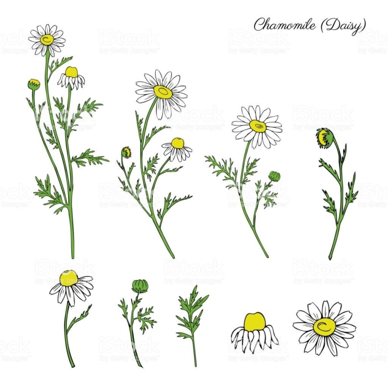 Ромашка лекарственная