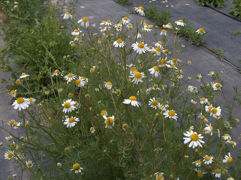 Matricaria Chamomilla l