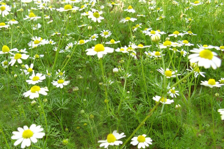 Матрикария Хамомилла